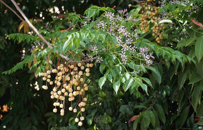 Cứ đều đặn vào tháng 3 và 4, những chùm hoa xoan đào sẽ bắt đầu nở rộ với màu trắng vàng, hoặc màu đỏ của những chùm hoa đỏ lưỡng tính