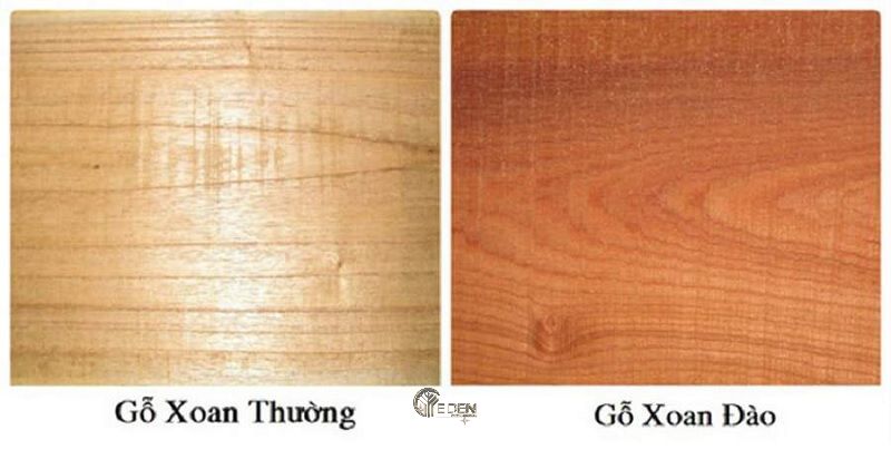 Phân biệt xoan đào và xoan thường