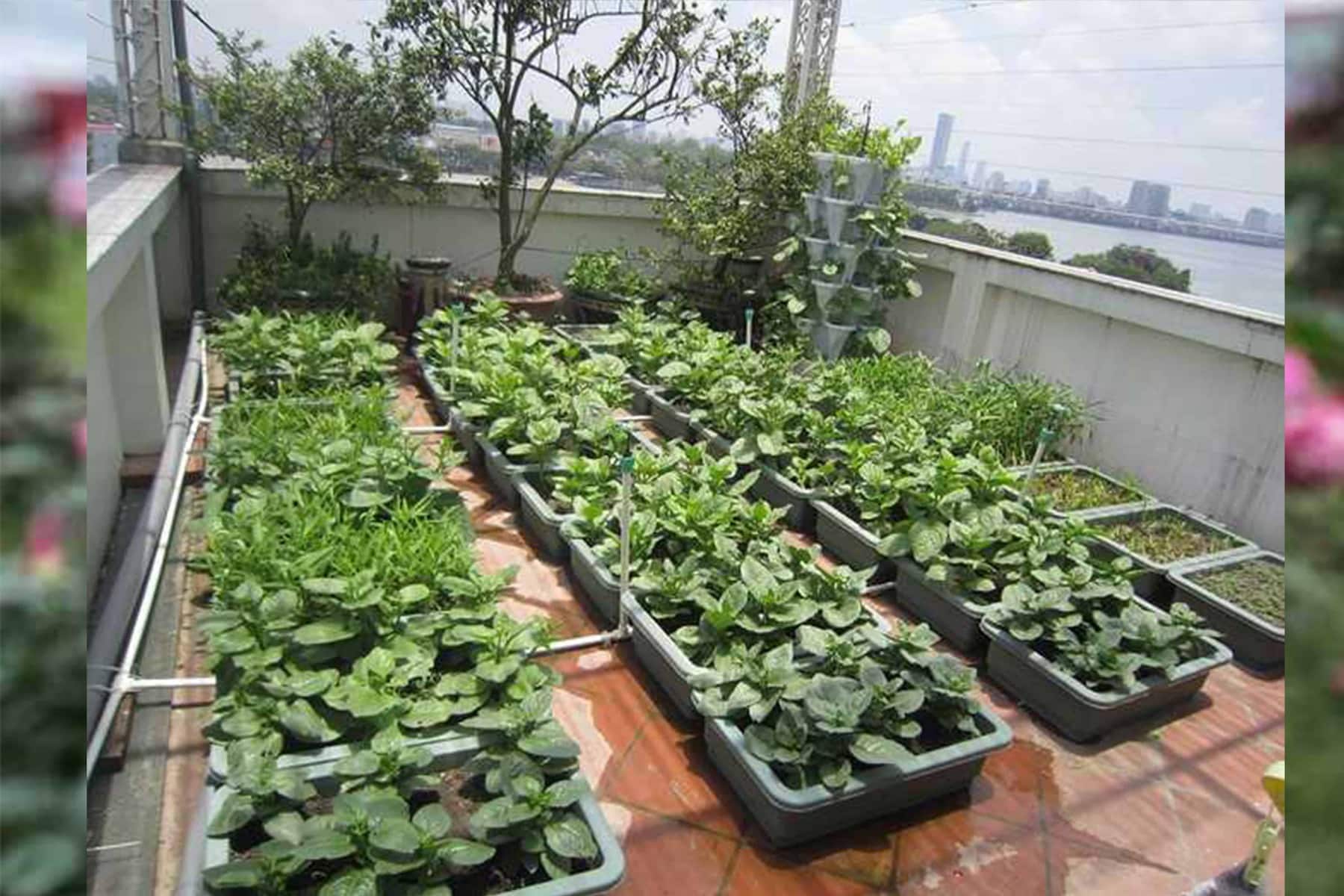 Một vườn rau thu nhỏ trên sân thượng nhà ống.