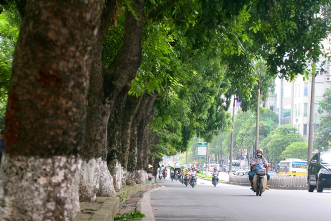 Hàng xà cừ cổ thụ chúng ta có thể dễ dàng bắt gặp trên các cung đường thủ đô Hà Nội